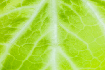 Green leaf close up. Fresh leaves texture background. Natural eco wallpaper. Vegetarian food. Vegetable and vitamins products. Macro photo.