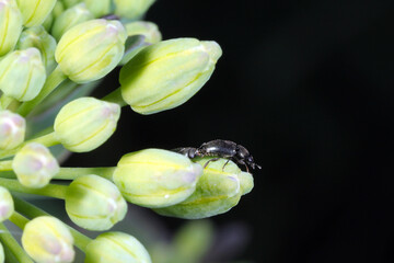 Brassicogethes (formerly  Meligethes) aeneus is an abundant pollen beetle. It is an important pest...