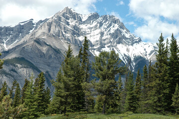 Canadian snow capped Rocky Mountains with pine trees in the foreground