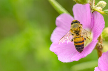 Abeja