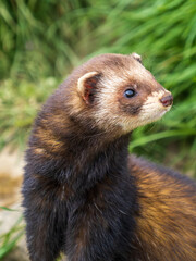 Polecat Head. Close-up.
