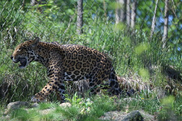 leopard pacing shows the powerful strength of the spotted animal  in wildlife