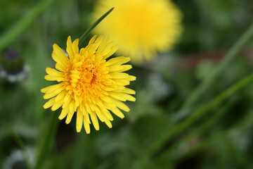 Yellow flower on a green grass background