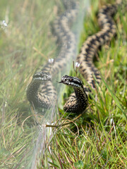 Adder Snake in Captivity. Reflection in Glass.