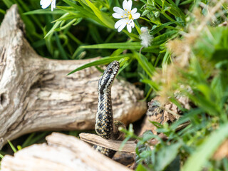 Male Adder Snake. Close up of Head.
