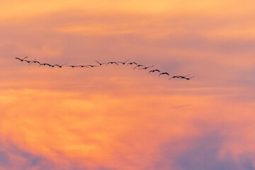 Kranichzug im Sonnenuntergang 7