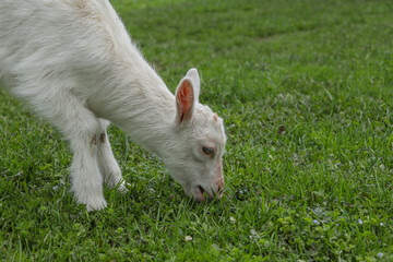 Little goat eats green grass on the field. Goat on a meadow. White baby goat sniffing green grass outside at an animal sanctuary, cute and adorable little goat.
