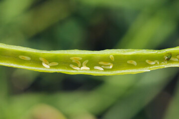 Bladder pod midge Dasineura brassicae (formerly Dasyneura) larvae in oilseed rape pod.