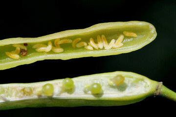 Bladder pod midge Dasineura brassicae (formerly Dasyneura) larvae in oilseed rape pod.
