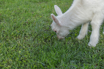 Naklejka na ściany i meble Little goat eats green grass on the field. Goat on a meadow. White baby goat sniffing green grass outside at an animal sanctuary, cute and adorable little goat. 