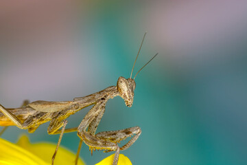 Close up of pair of Beautiful European mantis ( Mantis religiosa ).

