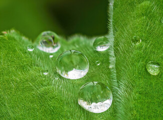 Green leaves in close up view with hydrophobic water drops
