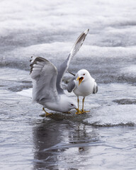 Common gull, mew gull, or sea mew pair