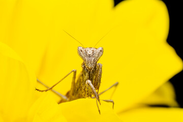 Close up of pair of Beautiful European mantis ( Mantis religiosa ).

