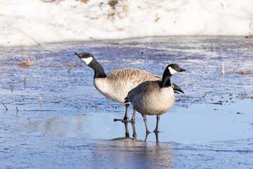 Canada Goose Pair in Alaska