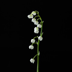 Lily of the valley flower isolated on black background - 432399015