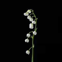 Foto op Aluminium Lily of the valley flower isolated on black background © lumikk555