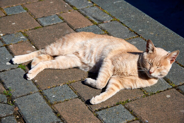 Eine rötlich gefärbte hauskatze wärmt sich in der Sonne auf dem Gehweg