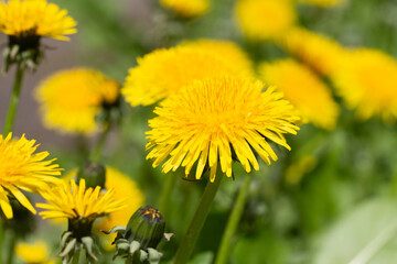 Blooming yellow dandelions