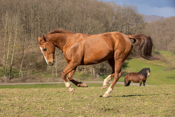 Quarter Horse auf der Weide