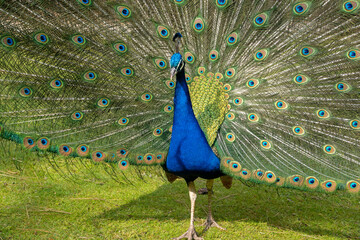 Blauer Pfau