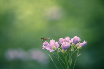 cuckooflower (cardamine pratensis) soft light in the forest