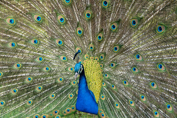 Obraz premium Blauer Pfau