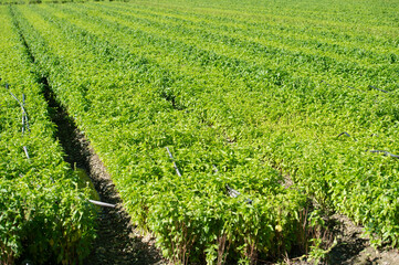 basil field and production of basil for pesto in Liguria near Albenga