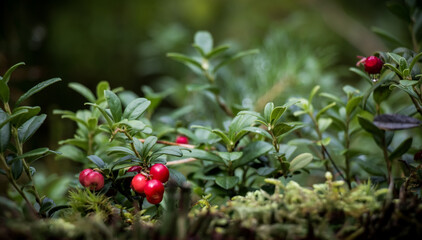 Beautiful scene with growing berries Lingonberries in forest