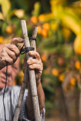 Selective focus on the hands of an old man binding sticks in an orchard