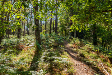 Beautiful landscape of the Landes forest in the south west of France