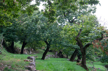 the chestnut called Marrone di San Zeno is a chestnut typical of the Veneto area of Lake Garda