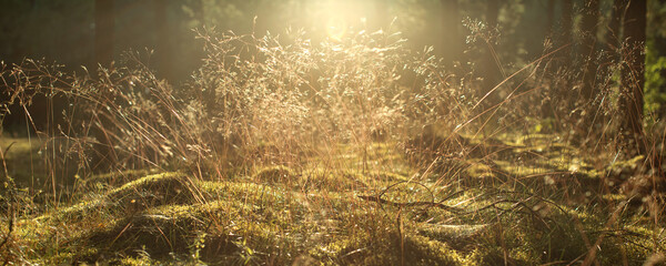 Abstract forest grass in meadow at sunset with beautiful rim light. Brown floral selective focus background