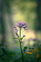 cuckooflower (cardamine pratensis) soft light in the forest