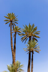 Obraz na płótnie Canvas Tall date palms against bright blue sky