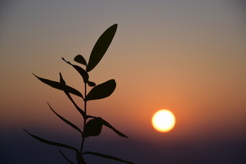 Green leaf and sunrise in background. Selective focus, Selective Focus On Subject, Background Blur