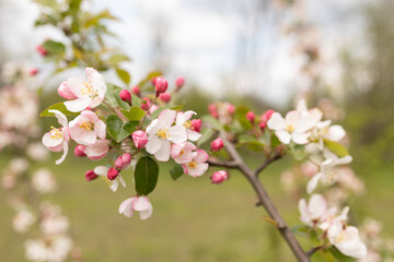 Frühlings Natur Pflanzen