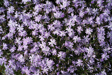 Fototapeta premium Beautiful Moss Phlox on a sunny day