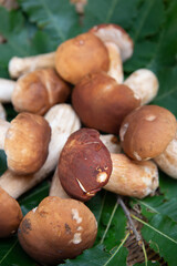 freshly picked porcini mushrooms in the Ligurian woods in the Albenga area