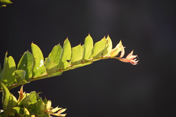 Beautiful picture of green leaf on branch. Selective focus, Selective Focus On Subject, Background Blur