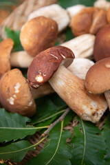 freshly picked porcini mushrooms in the Ligurian woods in the Albenga area