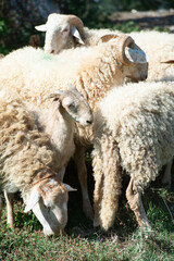 Obraz na płótnie Canvas Pecora Brigasca is the name of an ancient variety of sheep in Liguria near Albenga