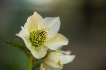 Lenten rose Scientific name is Helleborus