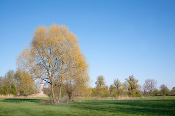 Obraz premium In spring, a tall deciduous tree grows in a meadow in front of a small village in Bavaria