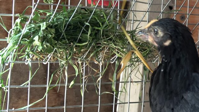 The chick eats hay and grass