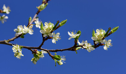 Delicate white fruit blossoms on a branch in spring against a blue sky