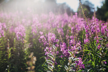 Beautiful pink wildflowers close up on background of sunny mountain hills. Fireweed blooming flowers
