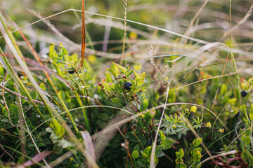 Beautiful ripe blueberries close up in sunny meadow  hill. Travelling and exploring summer mountain