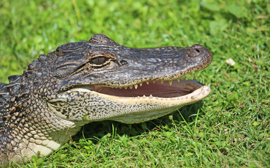 Obraz premium Alligators head with open mouth - Florida