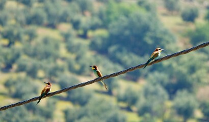 Bee-eaters (Merops apiaster), migratory birds from Africa, perched on a wire over a field of olive...